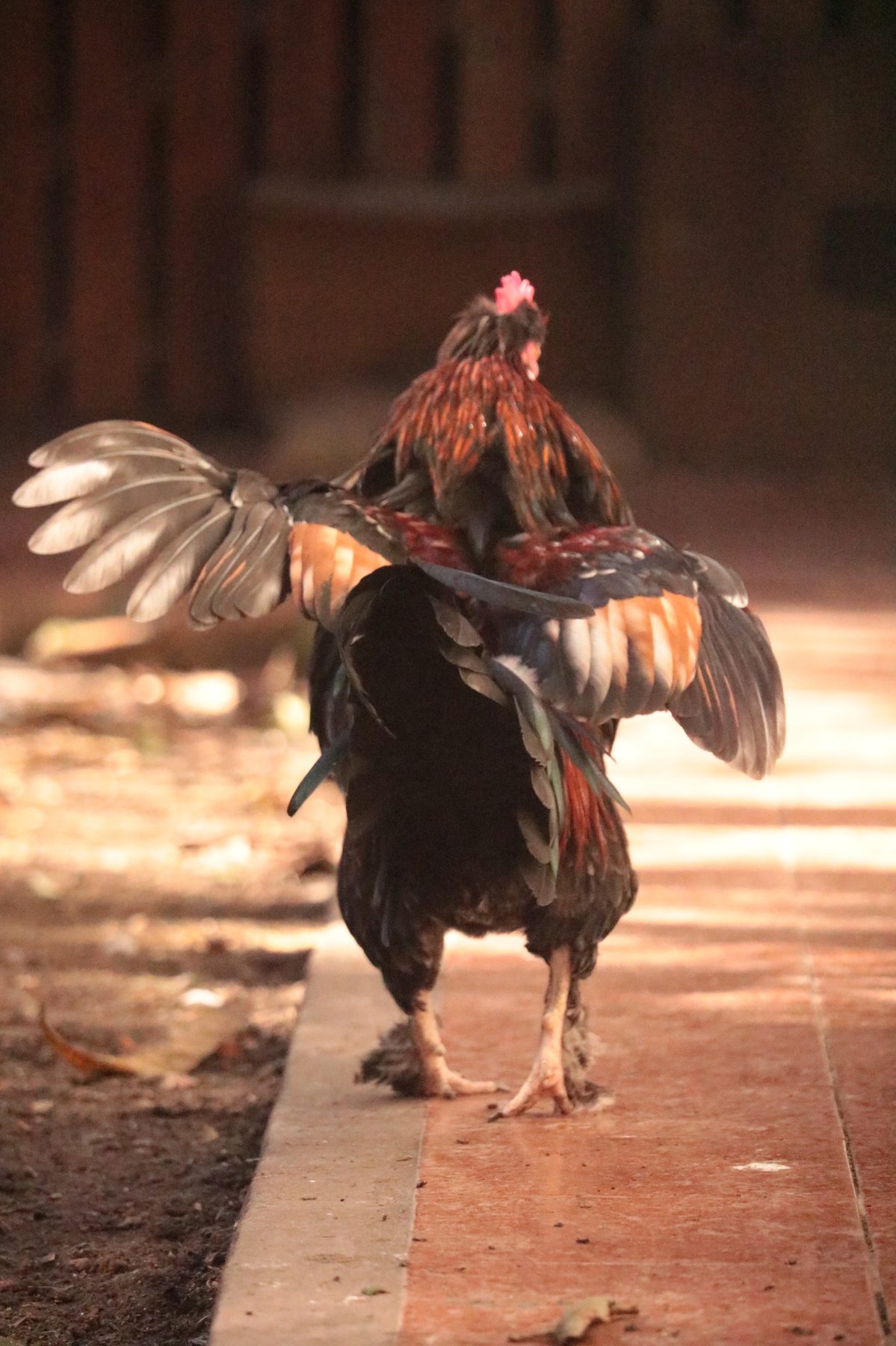 Gallo rescatado