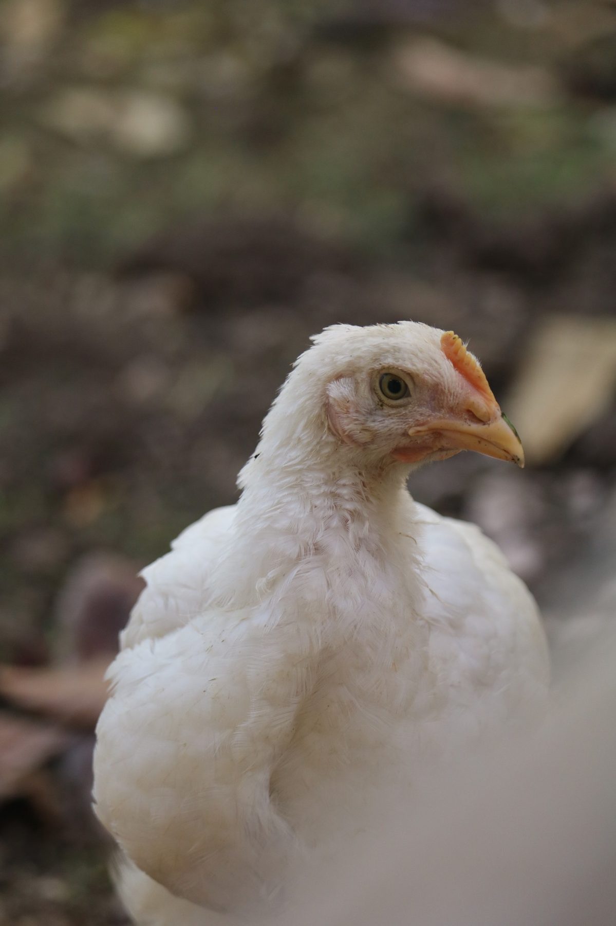 Pollito rescatado