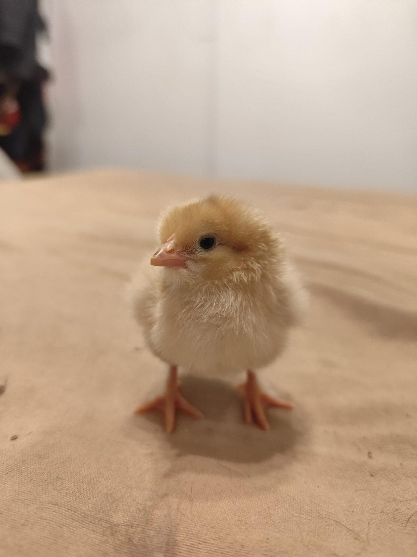 Pollito rescatado
